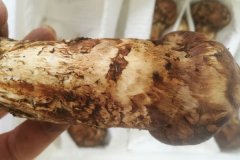 四川小金松茸-[年產(chǎn)量30噸左右]